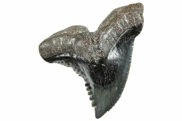 Snaggletooth Shark (Hemipristis) Tooth - South Carolina #270022
